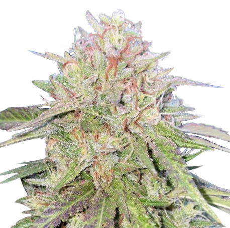 Candyland Peyote Feminised