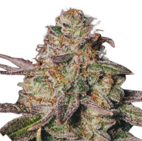 Cannatonic Feminised