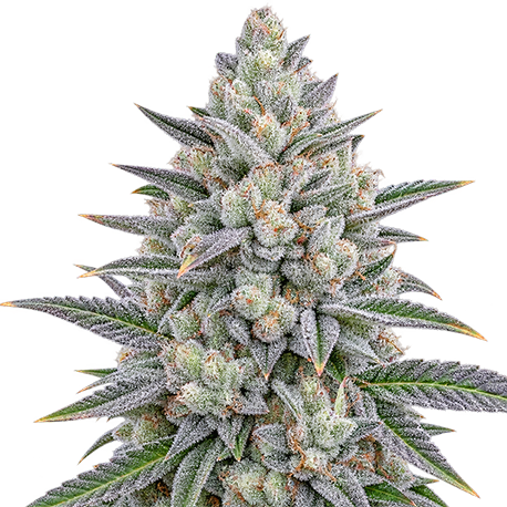 Cheese Autoflower