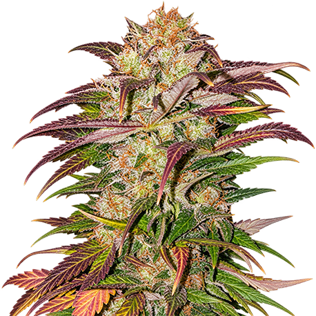 Cherry Pie Feminised