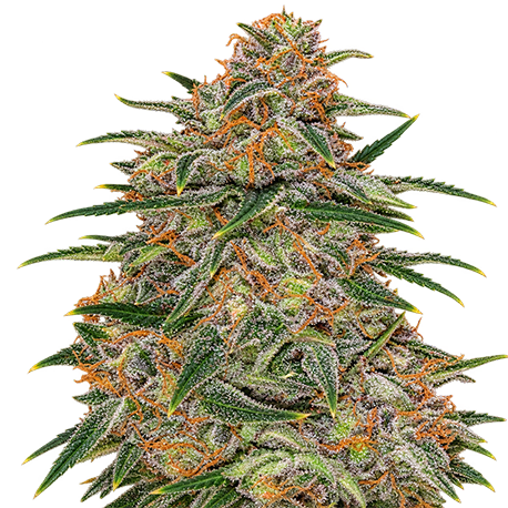 Chocolope Feminised