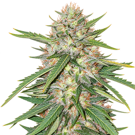 Chronic Widow Feminised