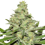 Critical Mass cbd