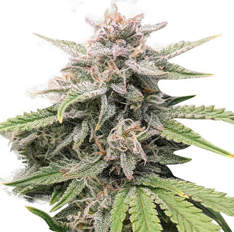 Critical Mass Autoflower cbd