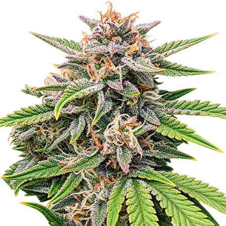 Critical Mass Autoflower cbd