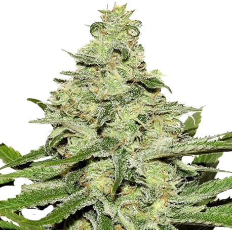 Critical Mass cbd