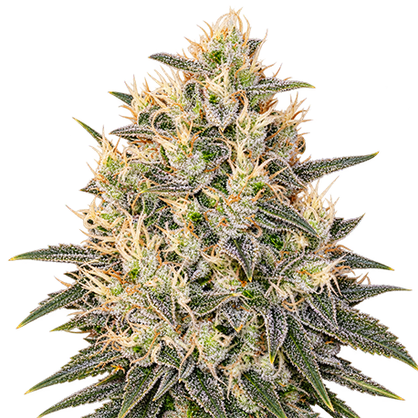 Durban Poison Feminised