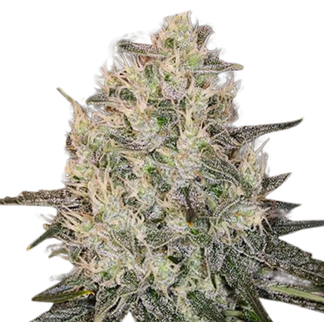 Durban Poison Feminised