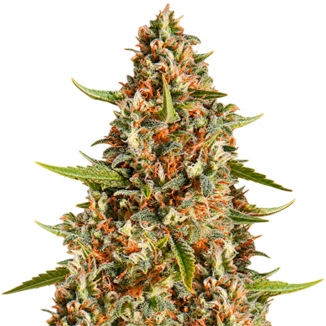 Fire OG Feminised