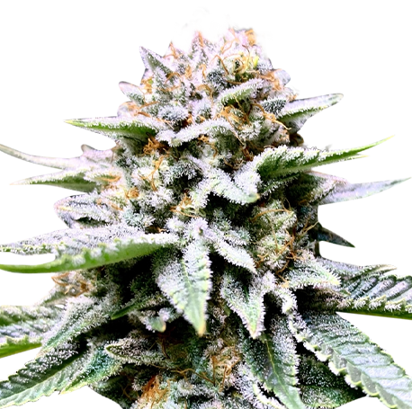 Fire OG Feminised