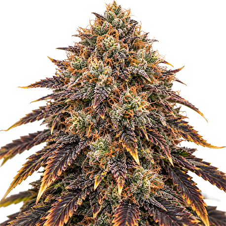 Gelato Autoflower