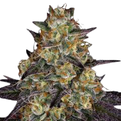 Girl Scout Cookies cbd