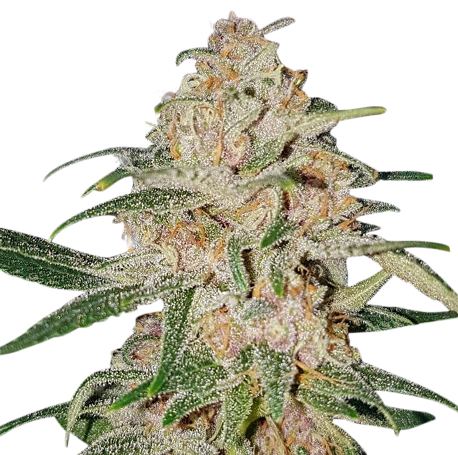 Girl Scout Cookies Feminised