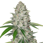 Gorilla Glue #4 Feminised