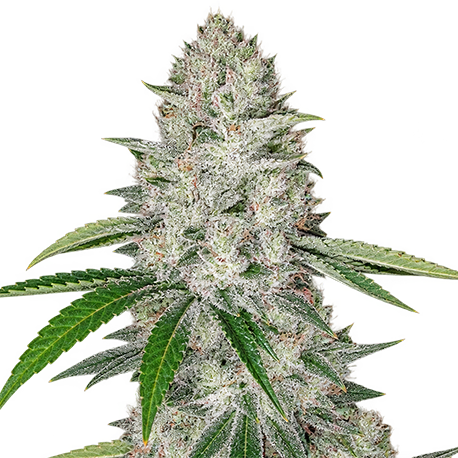 Gorilla Glue #4 Feminised