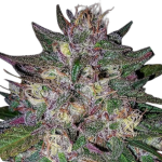 Grandaddy Purple Feminised