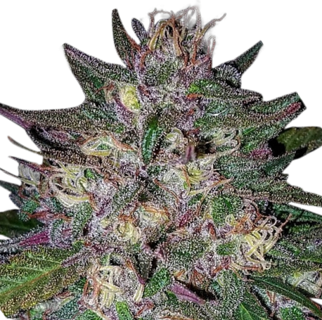 Grandaddy Purple Autoflower