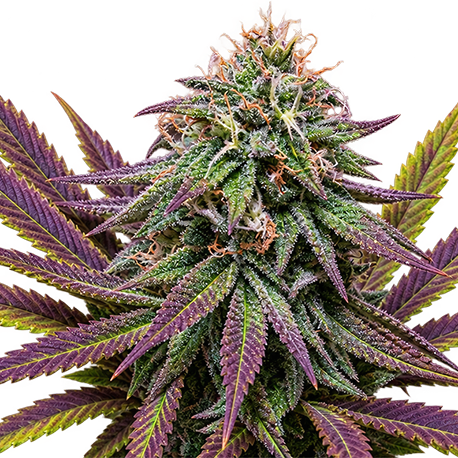 Granddaddy Purple Feminised