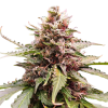 Hindu Kush Feminised