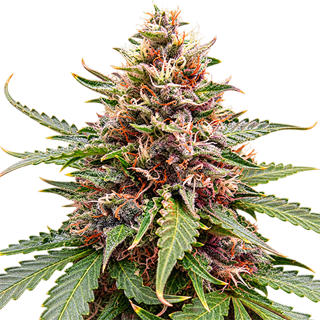 Hindu Kush Feminised