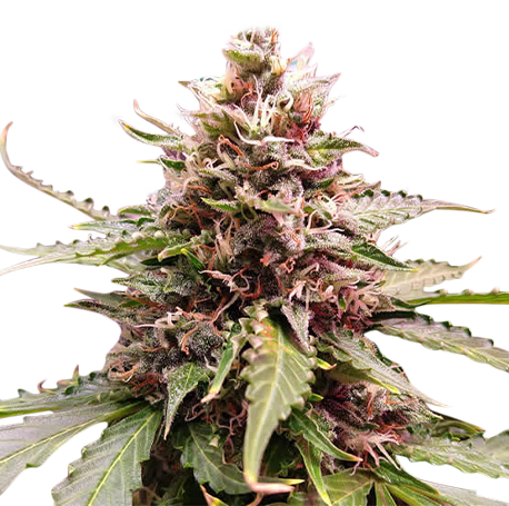 Hindu Kush Feminised