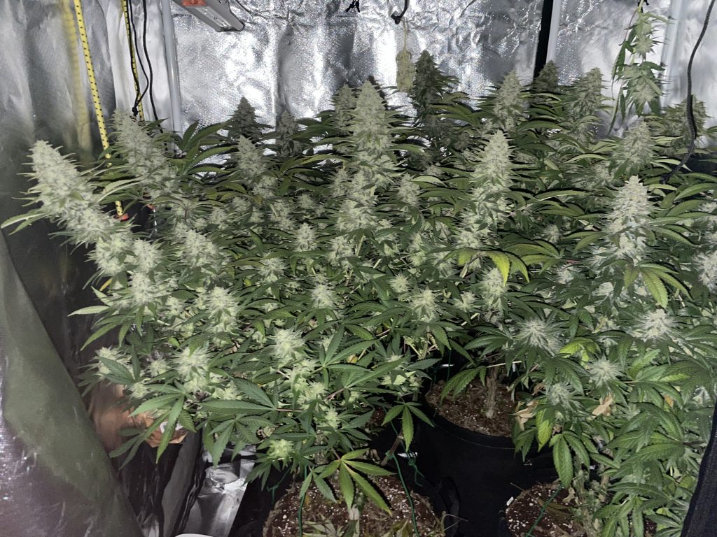 Image #1 from Simon Grimstone