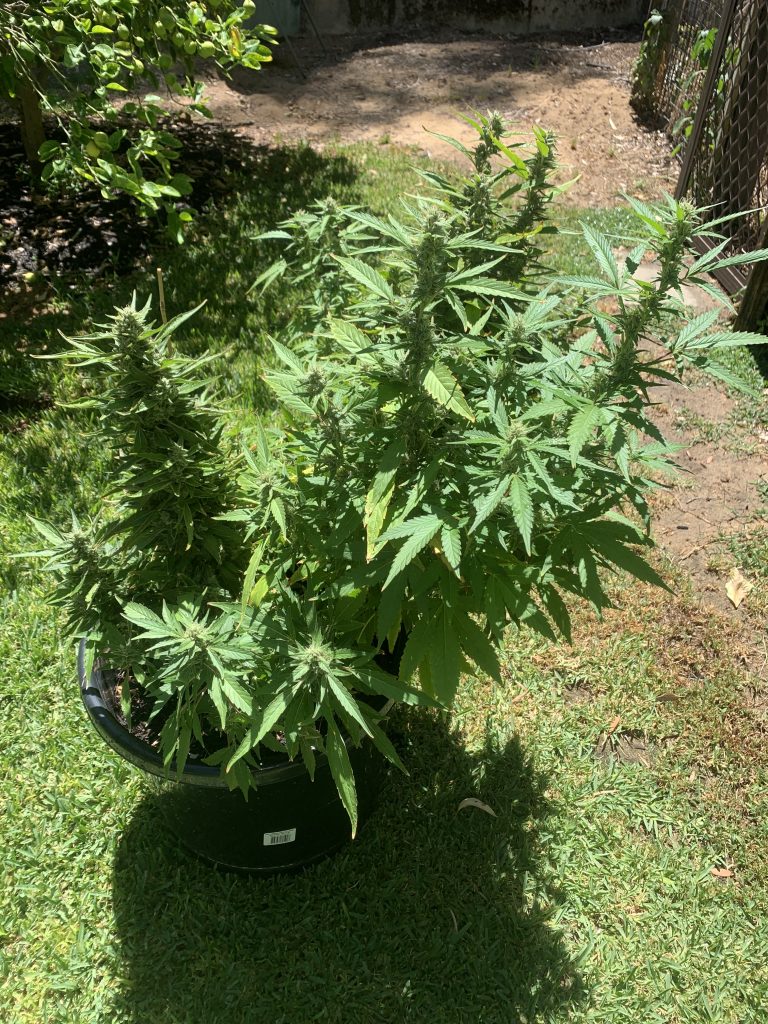 Image #1 from Steve Cowdray