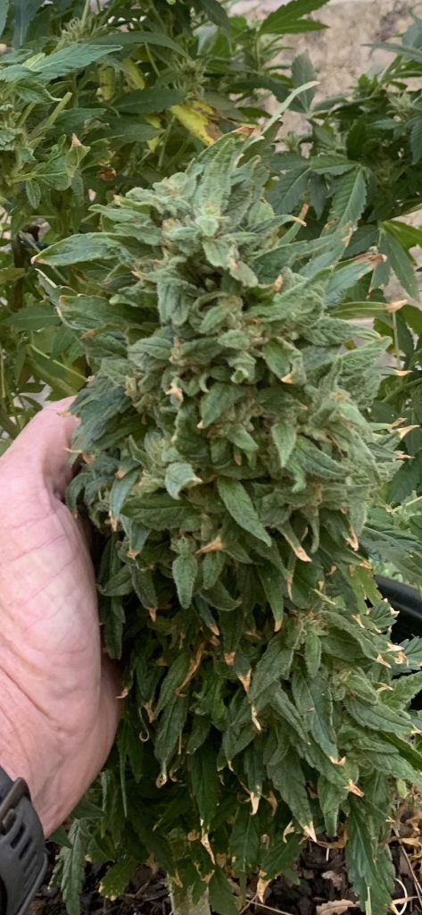 Image #2 from Steve Cowdray