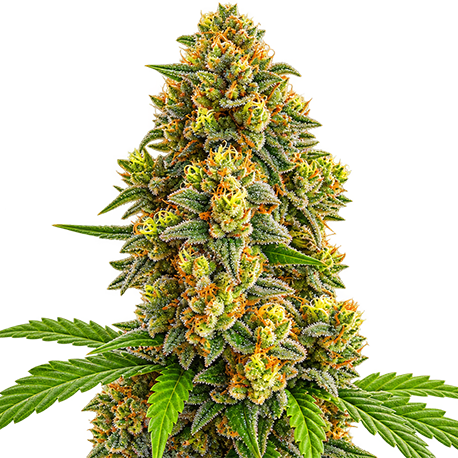 Jack Herer Autoflower
