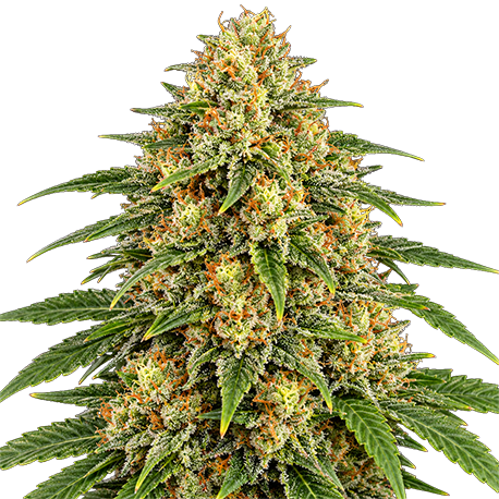 Jack Herer Feminised