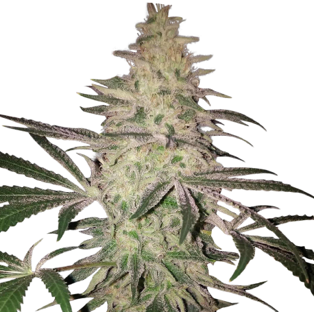 LA Confidential Feminised