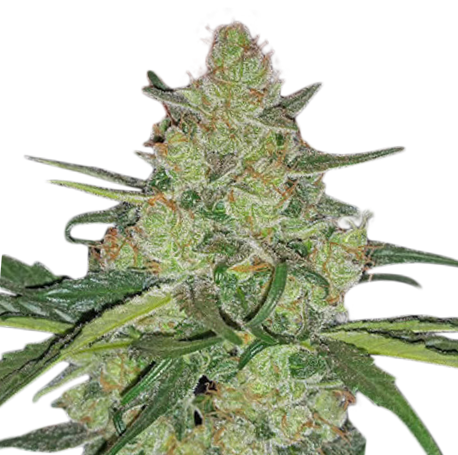 LSD Autoflower