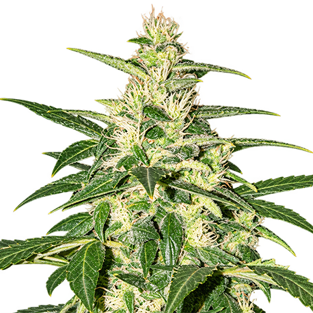 Lowryder Autoflower