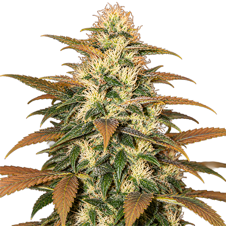 Lowryder Autoflower