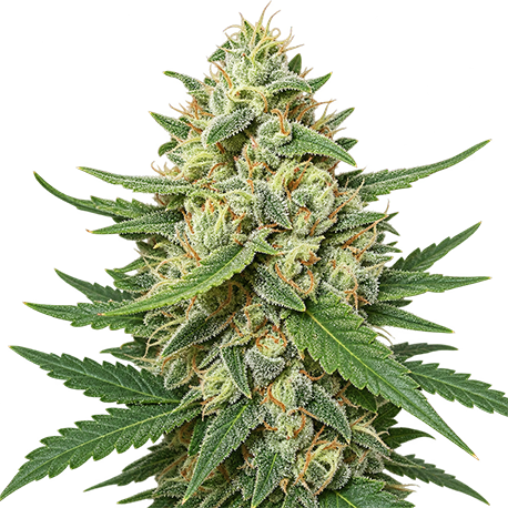 Mandarin Autoflower
