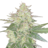 Mandarine-Auto