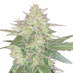 Mandarine Autoflower