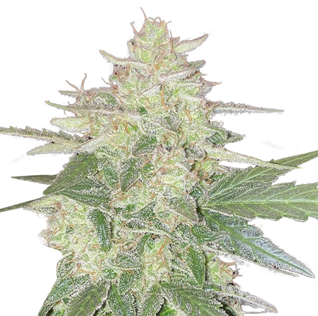 Mandarine Autoflower