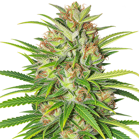 Mango Kush Feminised