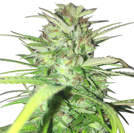 Mango Kush Feminised