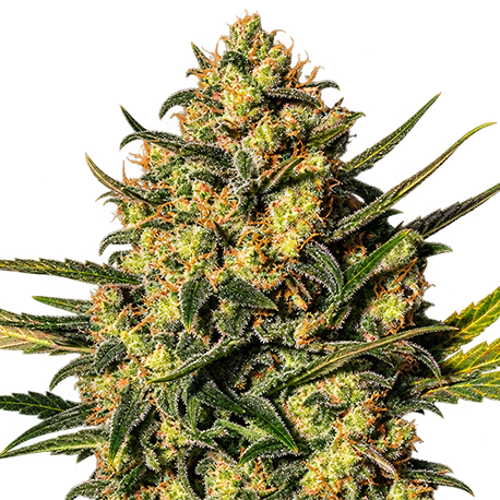 Master Kush Feminised