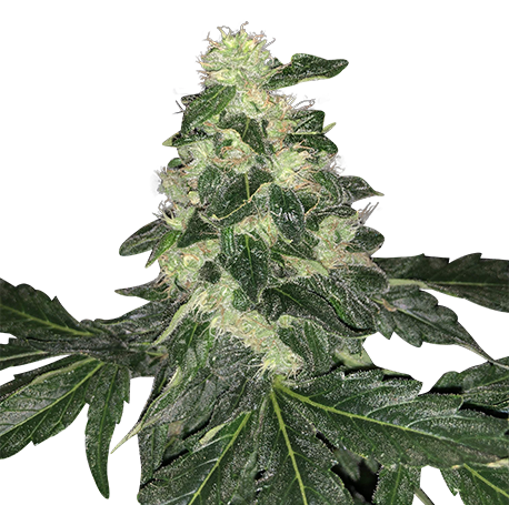 Master Kush Feminised