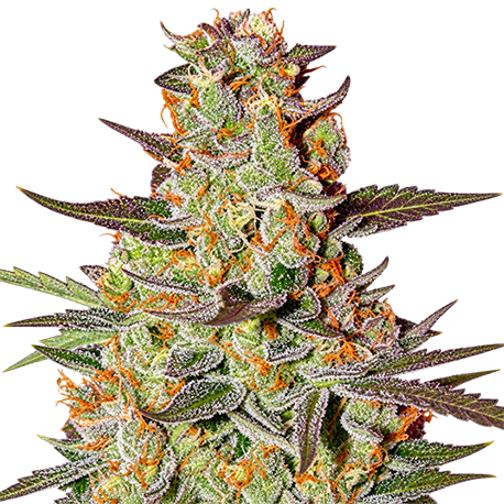 Mazar Autoflower