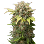 Moby Dick Autoflower