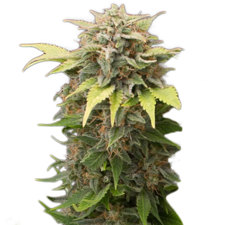 Moby Dick Autoflower