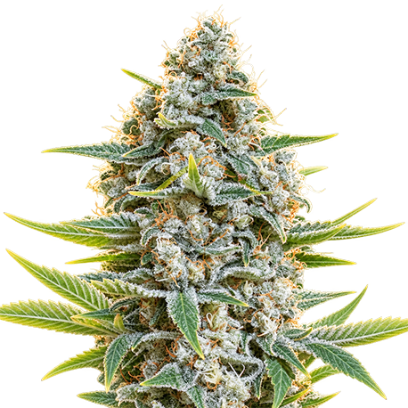 Moby Dick Autoflower