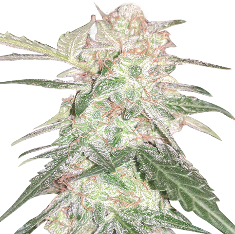 Northern Lights Feminised