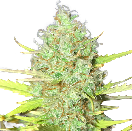 NYC Diesel Autoflower