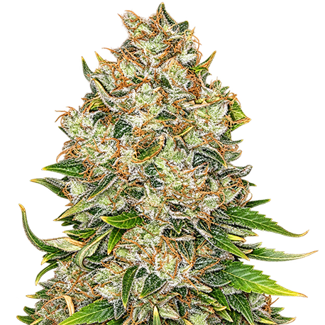 Northern Lights Autoflower