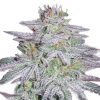 Mediseed Man Australian Seed Bank
